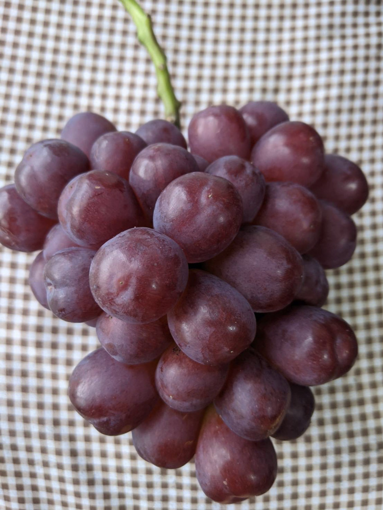 マスカットビオレ